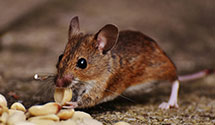 24 Hour & Emergency Exterminators in Mint Hill, NC